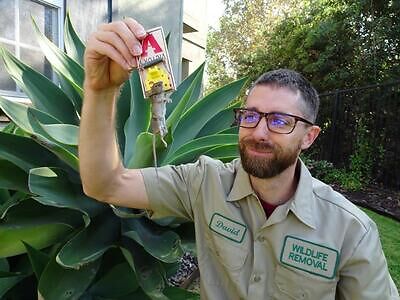 Miami pest control