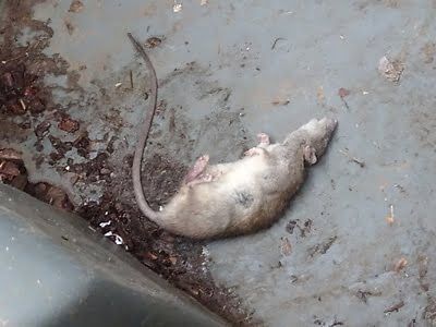 rodent trapping